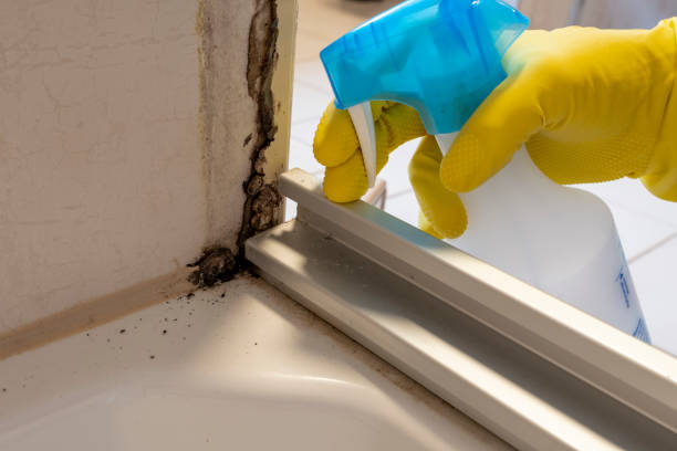 Professional Mold Removal in Houston, TX